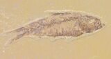 Diplomystus and Knightia Fossil Fish Plate - x #29581-2